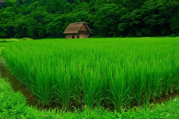 मकई के खेत के पीछे एक फार्महाउस