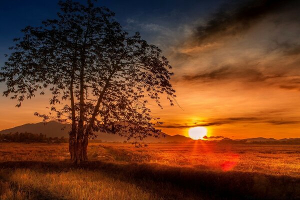 Einsamer Baum vor dem Hintergrund eines scharlachroten Sonnenuntergangs