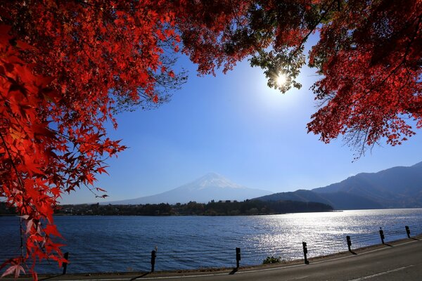 Autumn tree by the river