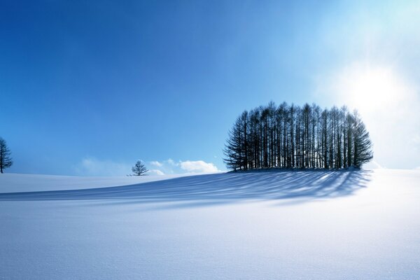 Paisaje tranquilo de invierno con árboles