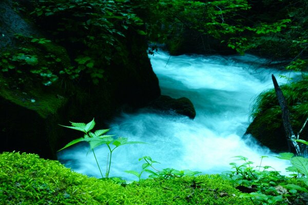 Río en el bosque Asia