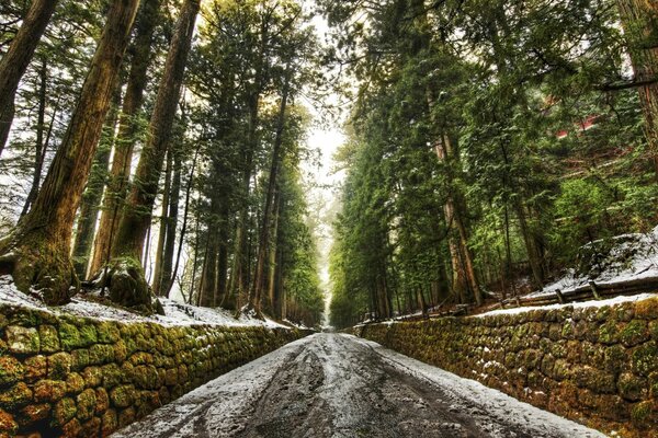 Ormandaki kirli yol