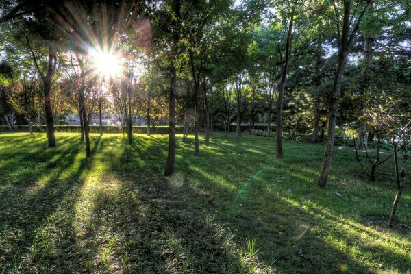 Sun glare in the crowns of trees