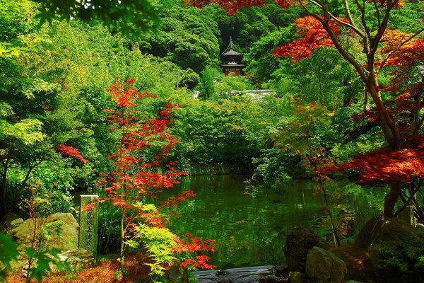 Herbstlandschaft mit roten japanischen Ahornbäumen. Momiji