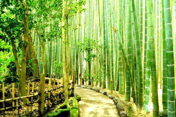 A path with a fence and stones among bamboo thickets