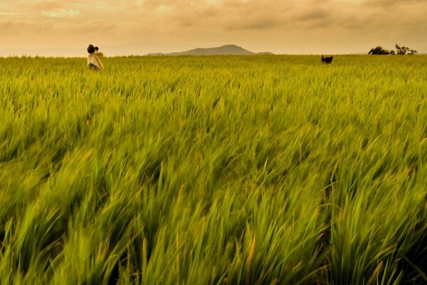 Das grüne Feld geht zum Horizont