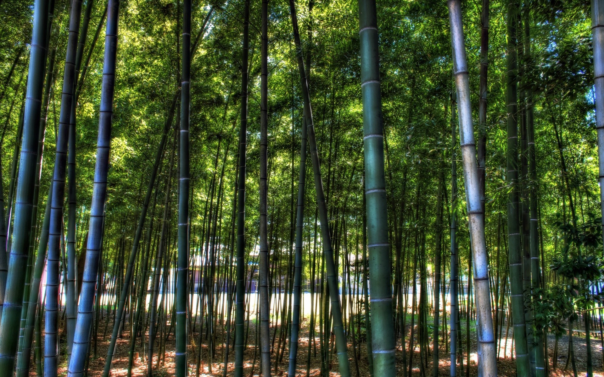 asien bambus holz natur blatt üppig holz medium gelassenheit im freien