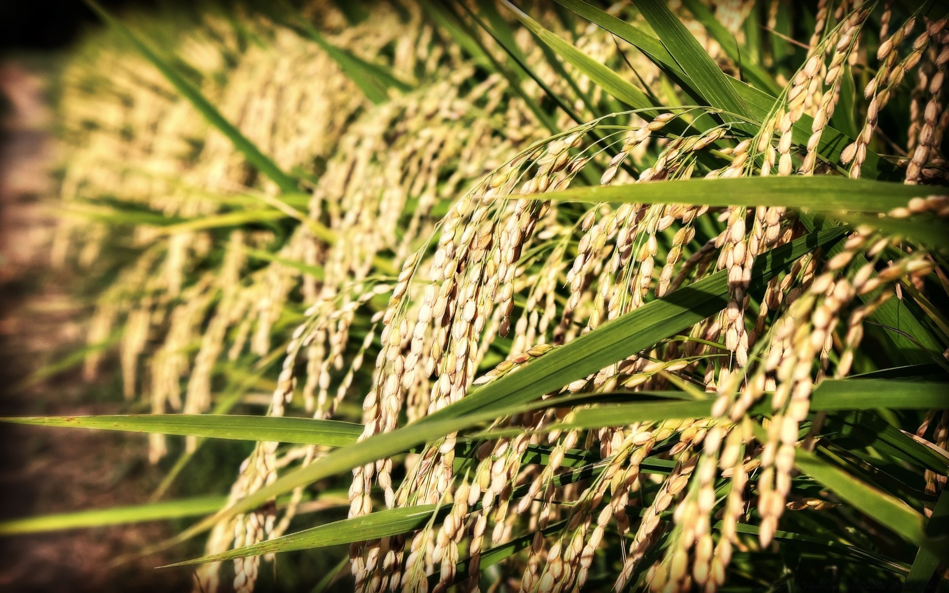 asie agriculture flore ferme céréales alimentaire feuille nature croissance récolte herbe champ paille gros plan environnement pâturage à l extérieur luz rural bureau