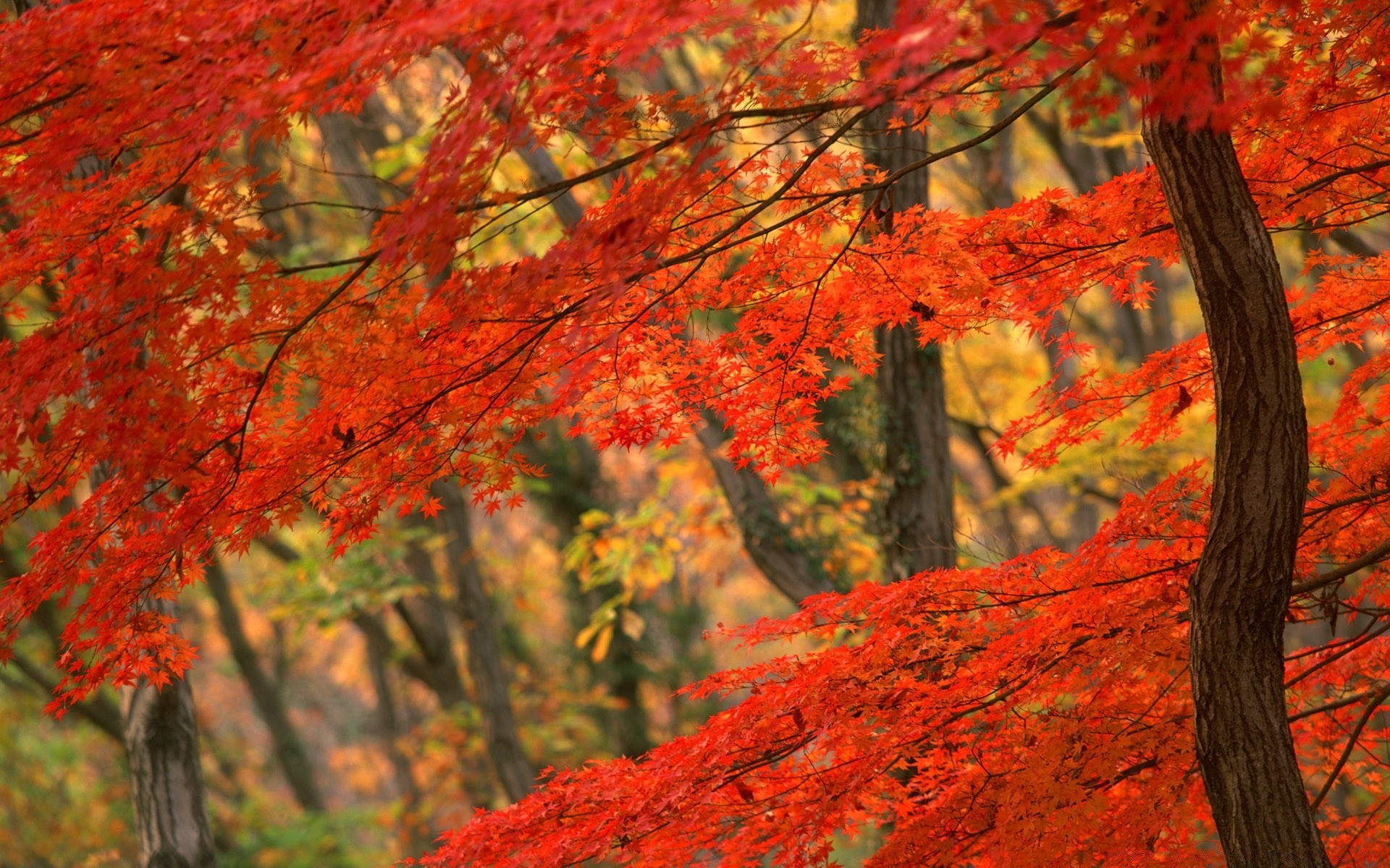 asie automne feuille nature arbre érable à l extérieur saison paysage bois parc flore lumineux couleur branche beau temps