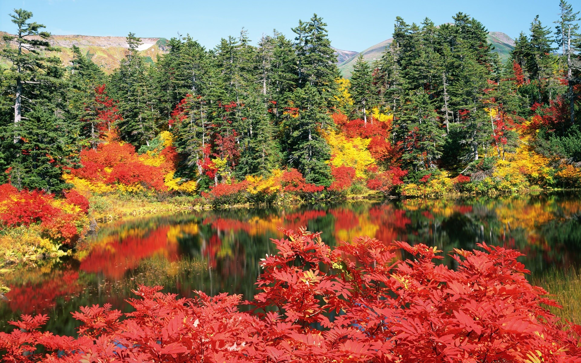 亚洲 秋天 自然 叶 树 季节 枫树 木材 公园 户外 景观 植物群 颜色 明亮 风景 风景如画 场景 明亮 环境 花园