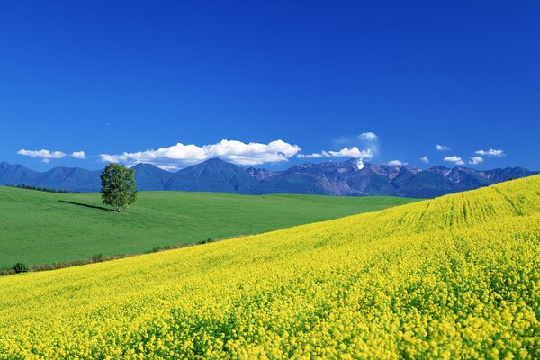 A field with yellow flowers under a blue sky