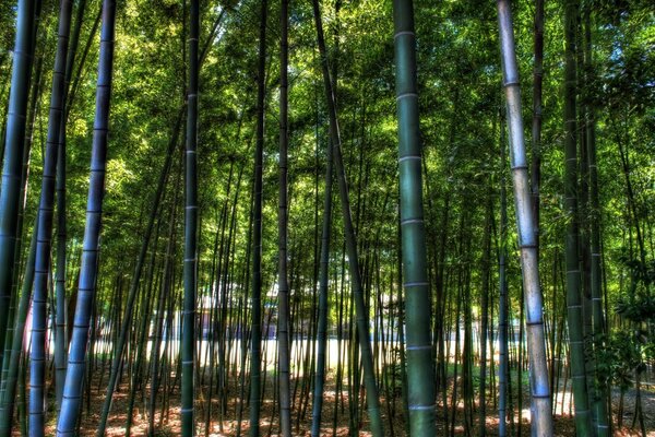 Nature image - bamboo forest