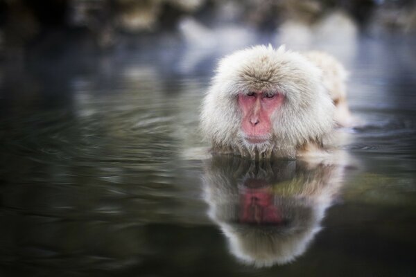 Der Arang-Utan hat sich im Teich versteckt und wartet