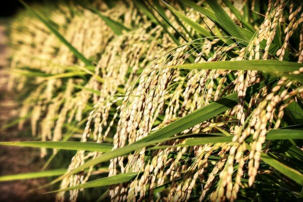 This is how rice grows in the fields