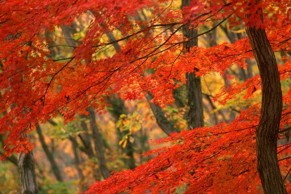 Feuilles rouges sur les arbres