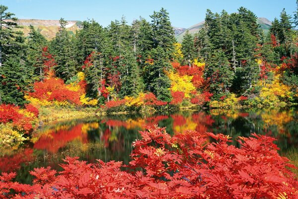 Golden autumn on the lake shore