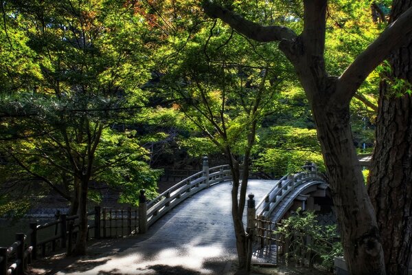 Brücke im Park unter Bäumen