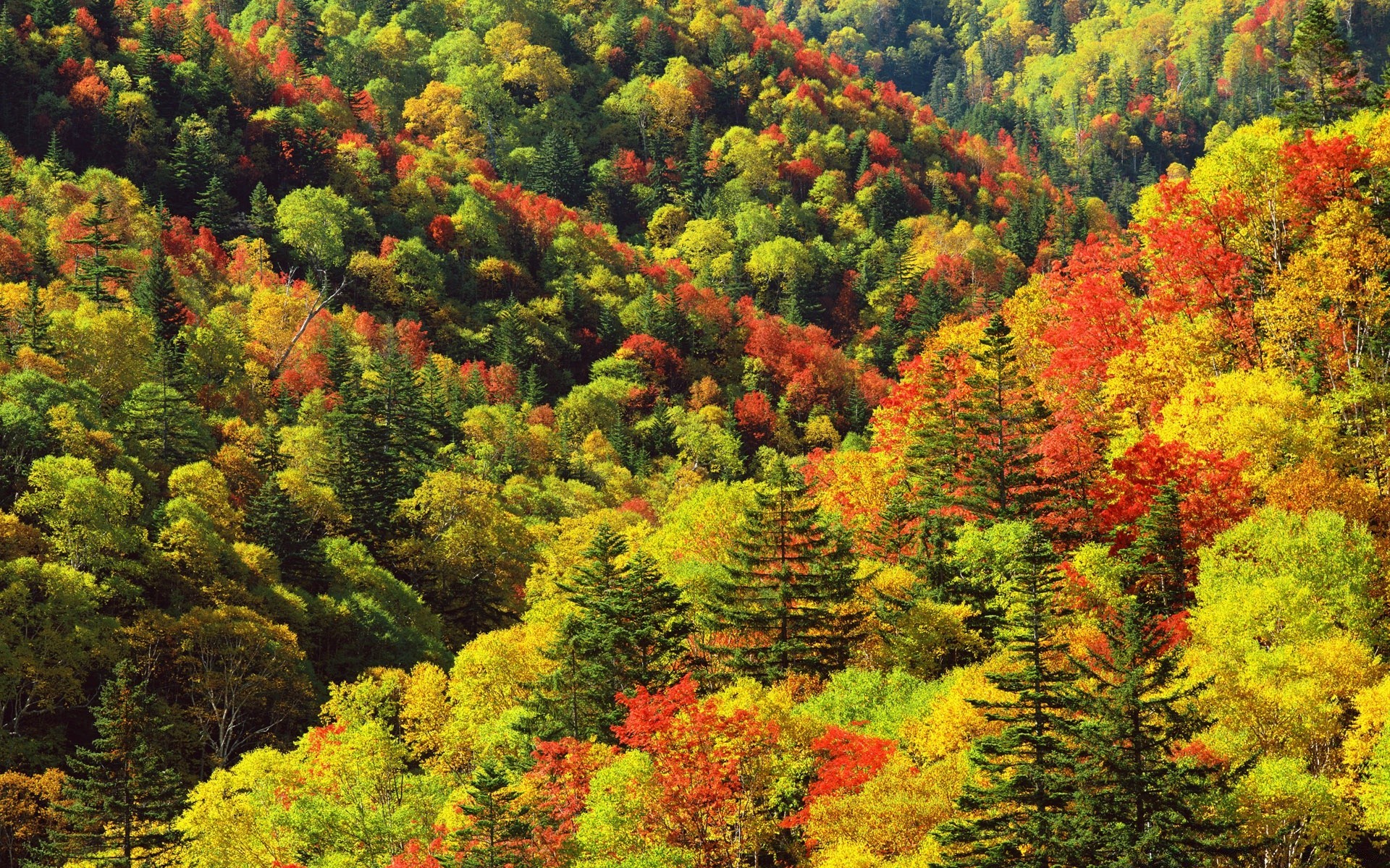 asia otoño hoja árbol naturaleza madera paisaje temporada parque flora montañas arce exuberante al aire libre escénico jardín viajes color paisaje hermoso