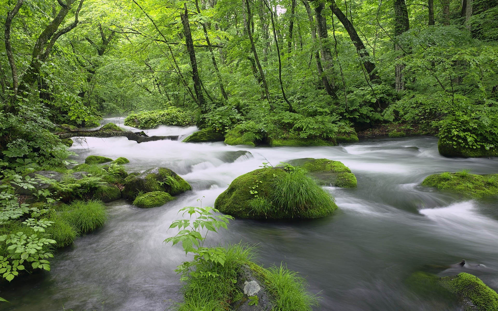 asya ahşap doğa yaprak manzara ağaç su çevre nehir yemyeşil park yaz açık havada yosun doğal şelale akış flora seyahat