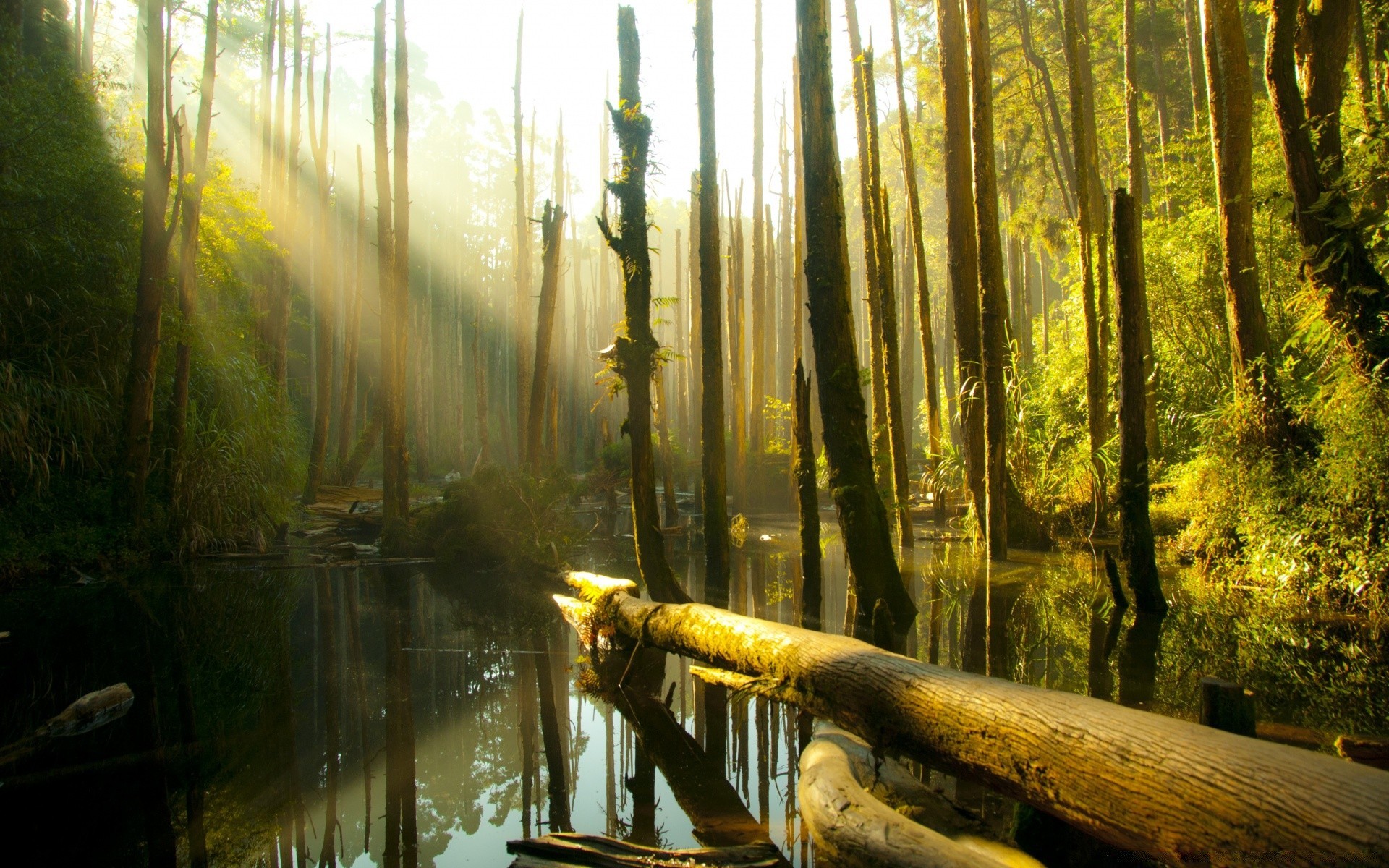 asie bois eau arbre paysage environnement rivière nature à l extérieur lumière parc voyage lumière du jour feuille