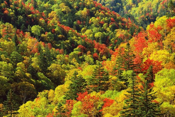 Alle Herbstfarben in einem Rahmen