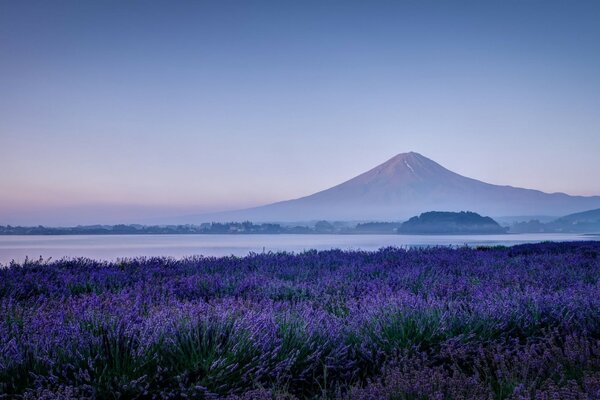 花和湖背景上的山