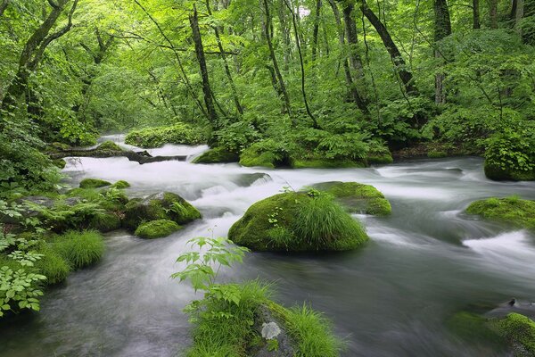 Ruisseau comme un brouillard dans la forêt