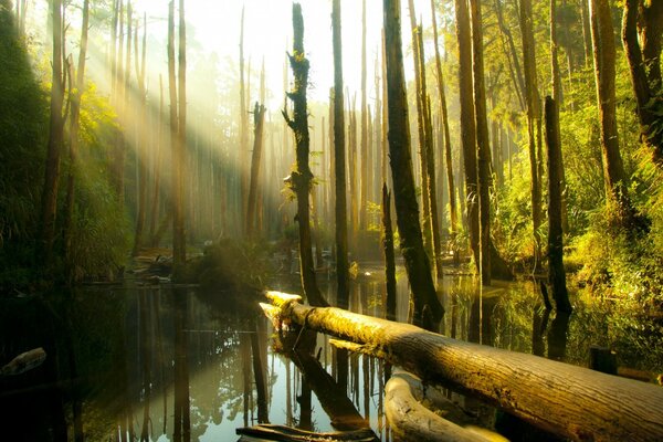 Rays through the crowns illuminate the forest lake