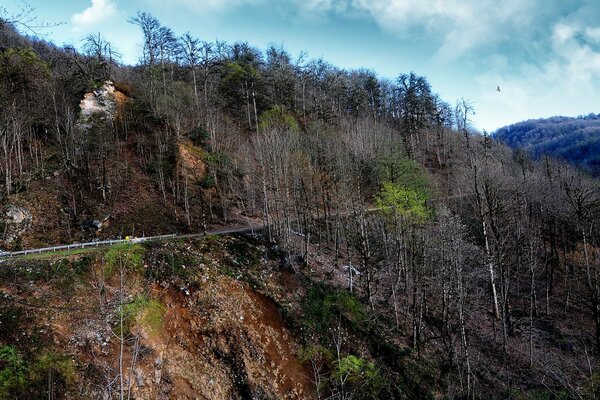 Magnifique paysage, arbres sur la pente