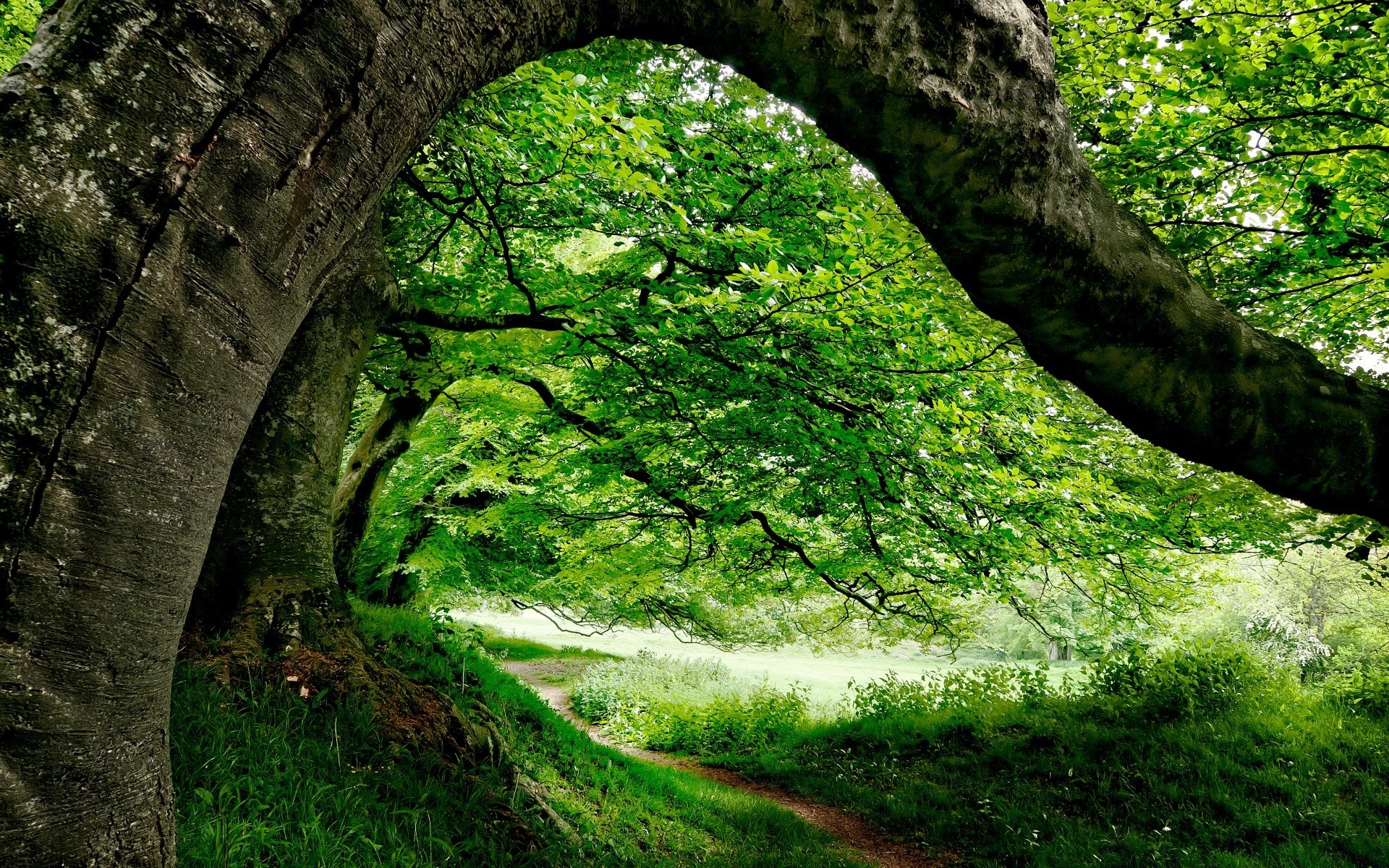 europe arbre bois nature feuille parc paysage environnement extérieur luxuriante herbe flore été tronc croissance mousse branche