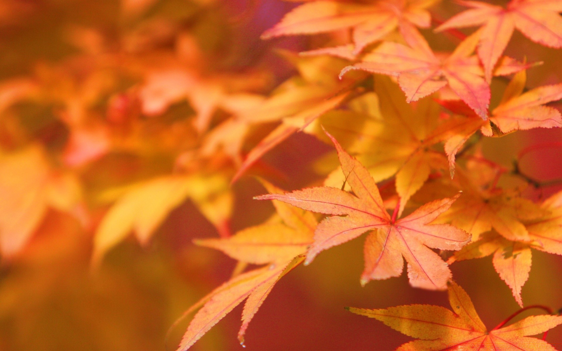 asia fall leaf maple nature season bright flora color outdoors park tree fair weather desktop lush