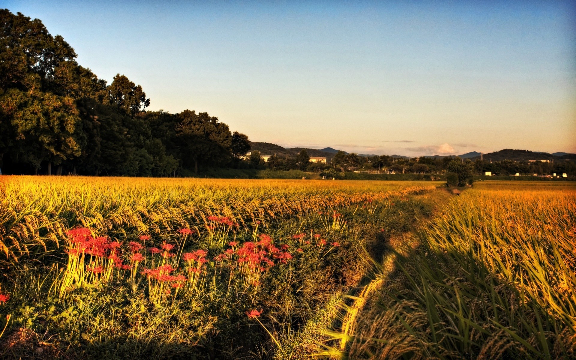 ásia paisagem ao ar livre agricultura terras cultivadas pôr do sol natureza céu campo viajar amanhecer cênica rural rural à noite fazenda crescimento