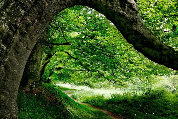 The path through the beautiful hanging branches of trees