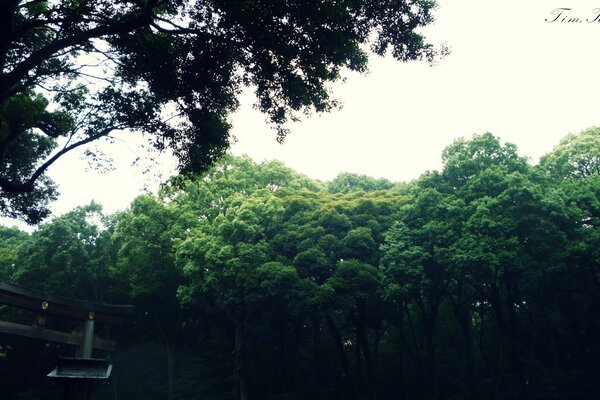 Rainforest in clear weather