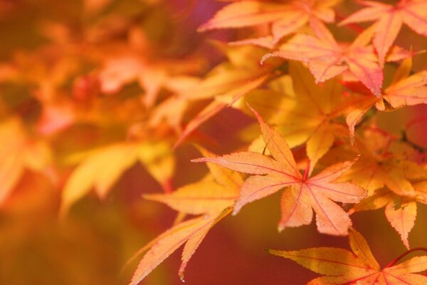 Les feuilles d érable à l automne sont belles