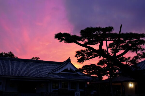 Silueta de un árbol contra el fondo de un cielo suavemente rosado al atardecer