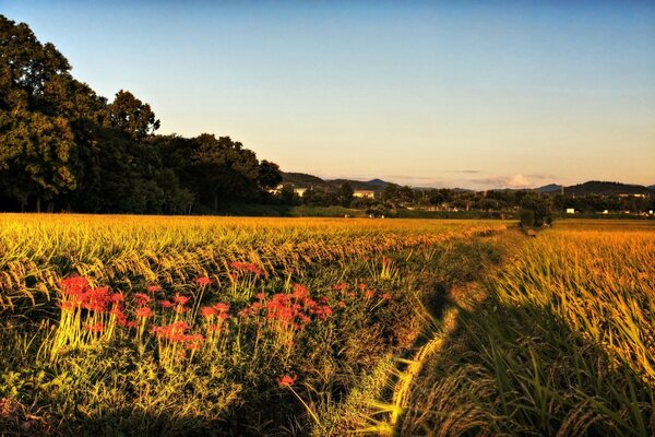 La belleza de las tierras asiáticas, paisaje