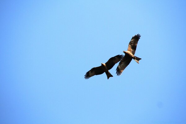 Dos águilas flotando en el cielo