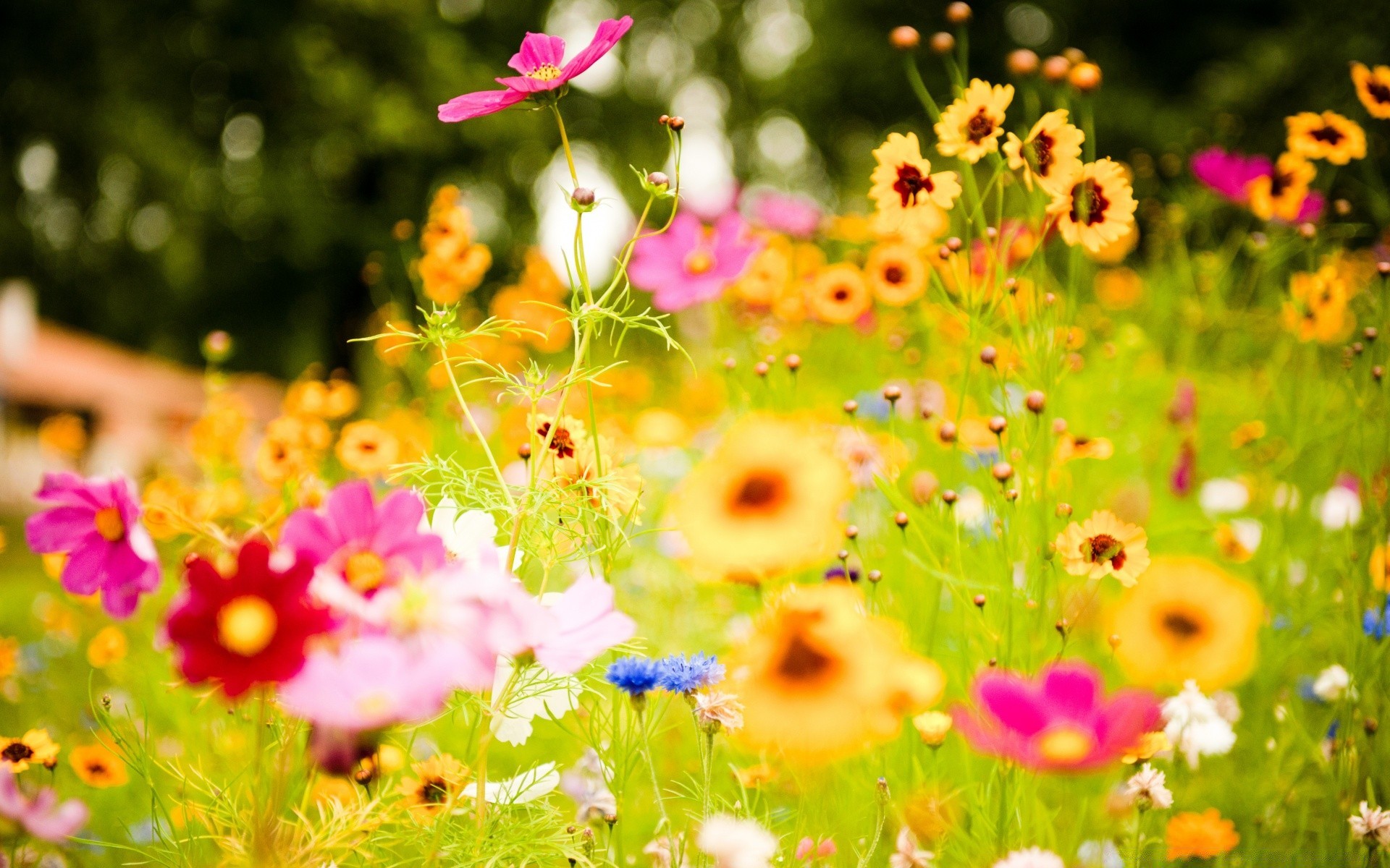 europa blume natur sommer garten flora feld blühen hell farbe blumen heuhaufen gutes wetter wachstum blütenblatt gras blatt jahreszeit im freien sonne