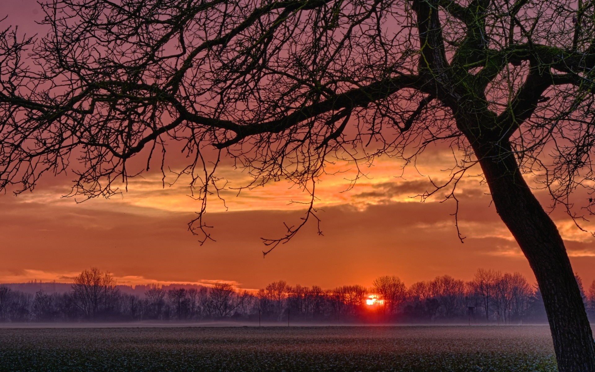 europe tree landscape dawn sunset evening nature dusk sky weather scenic sun outdoors branch season silhouette fair weather