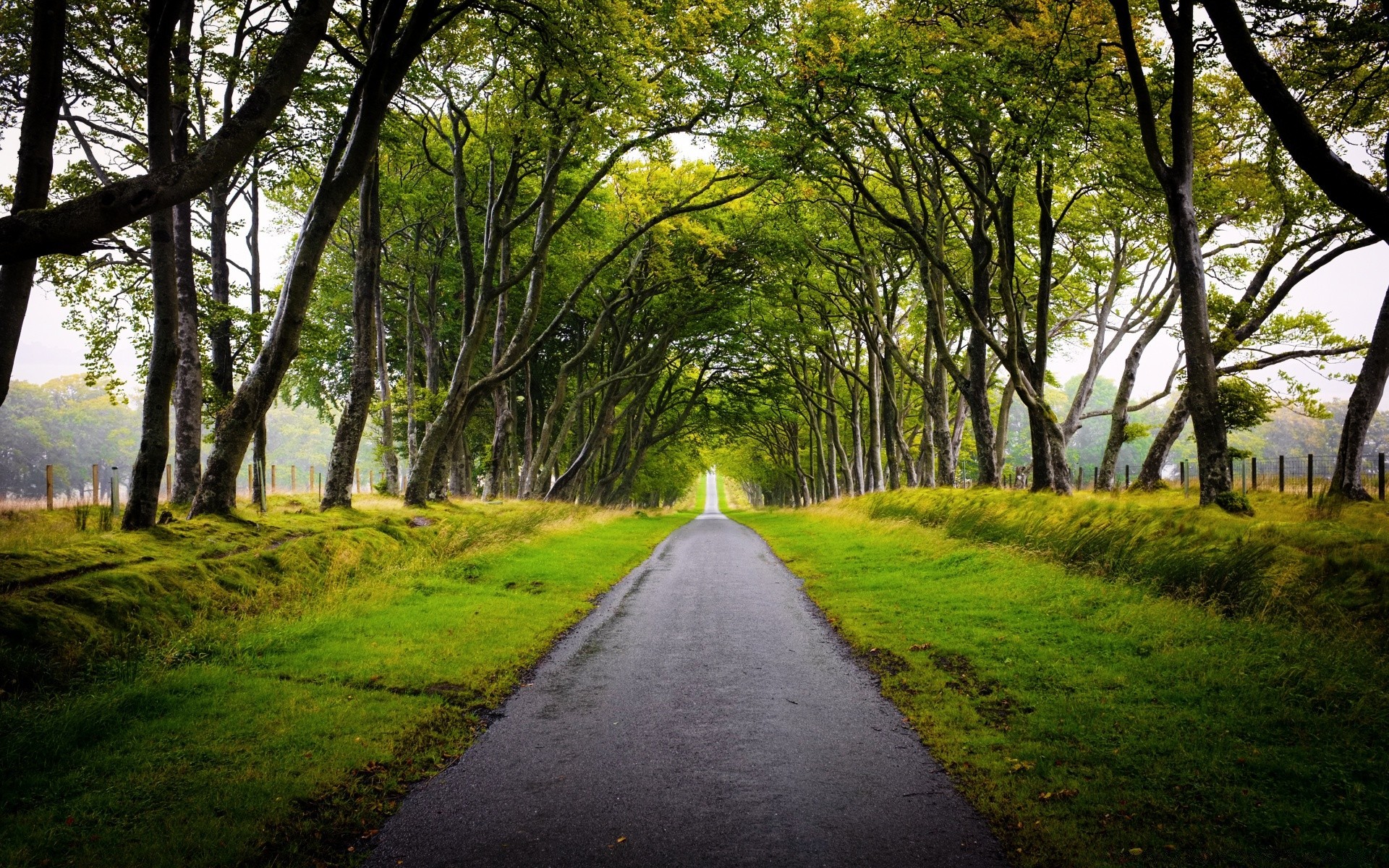 europa straße führung baum landschaft holz natur blatt park gasse fußweg gras ländliche gasse land perspektive umwelt landschaft landschaftlich schönes wetter