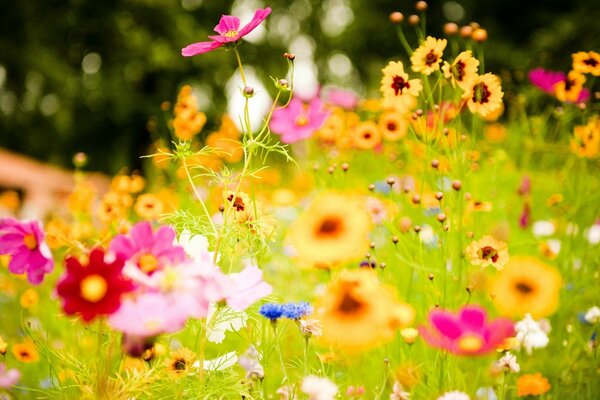 زهور الصيف الزاهية في الحديقة