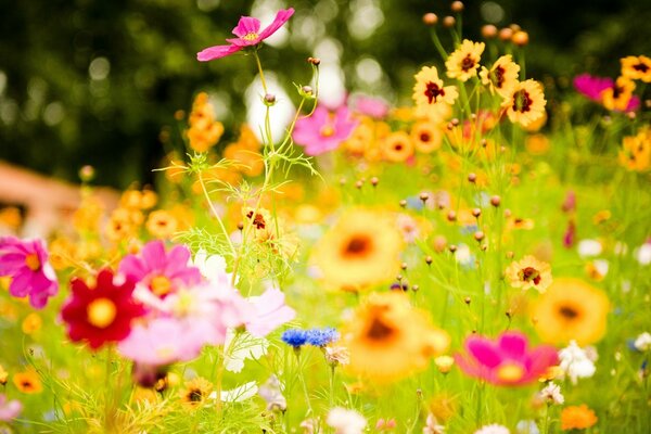 Helle Sommerblumen im Garten