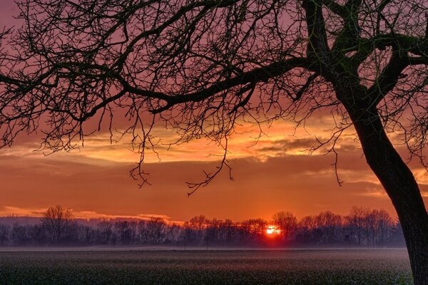 Landscape of trees against the background of dawn