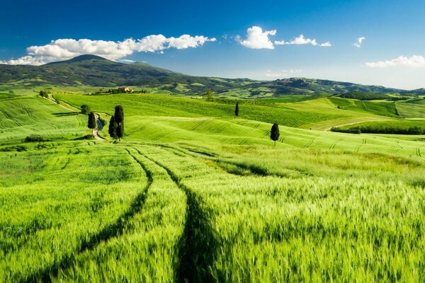 Tracce di auto nel campo