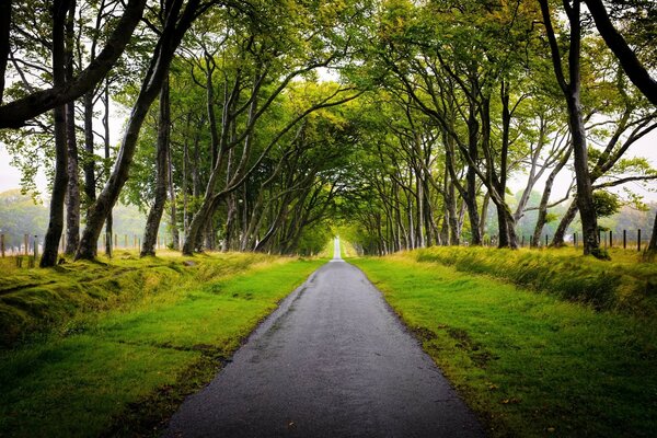 The road among the trees. Unreal beauty