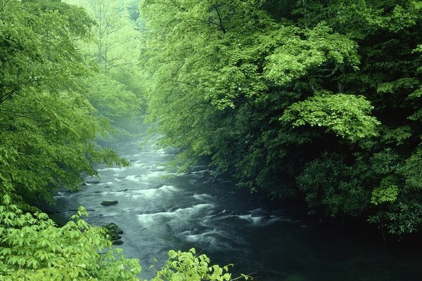 Ein Fluss inmitten eines grünen Waldes