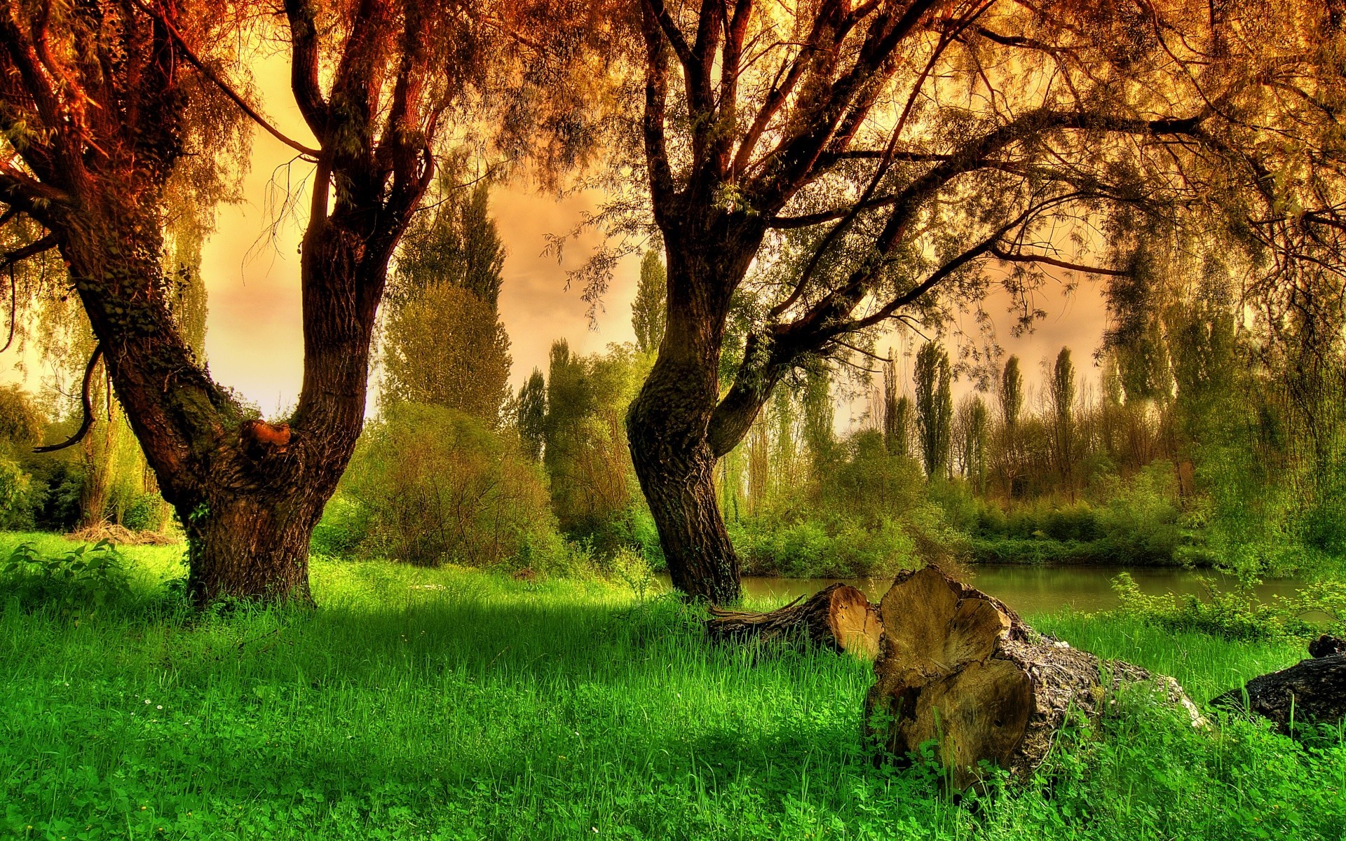 europa árbol naturaleza hierba paisaje madera parque al aire libre