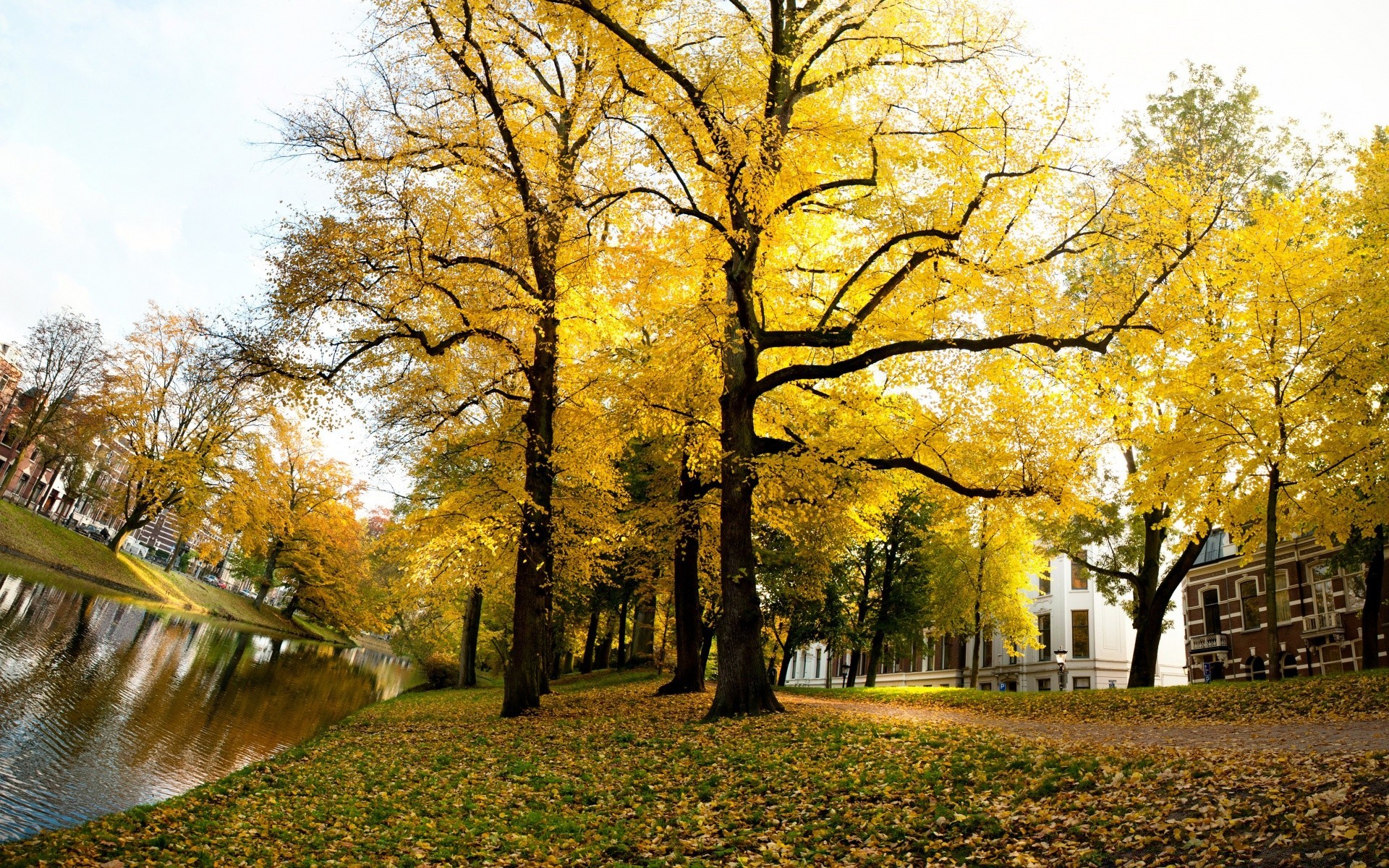 europa otoño árbol hoja parque paisaje madera temporada naturaleza escénico rural rama al aire libre campo carretera buen tiempo callejón guía arce paisaje