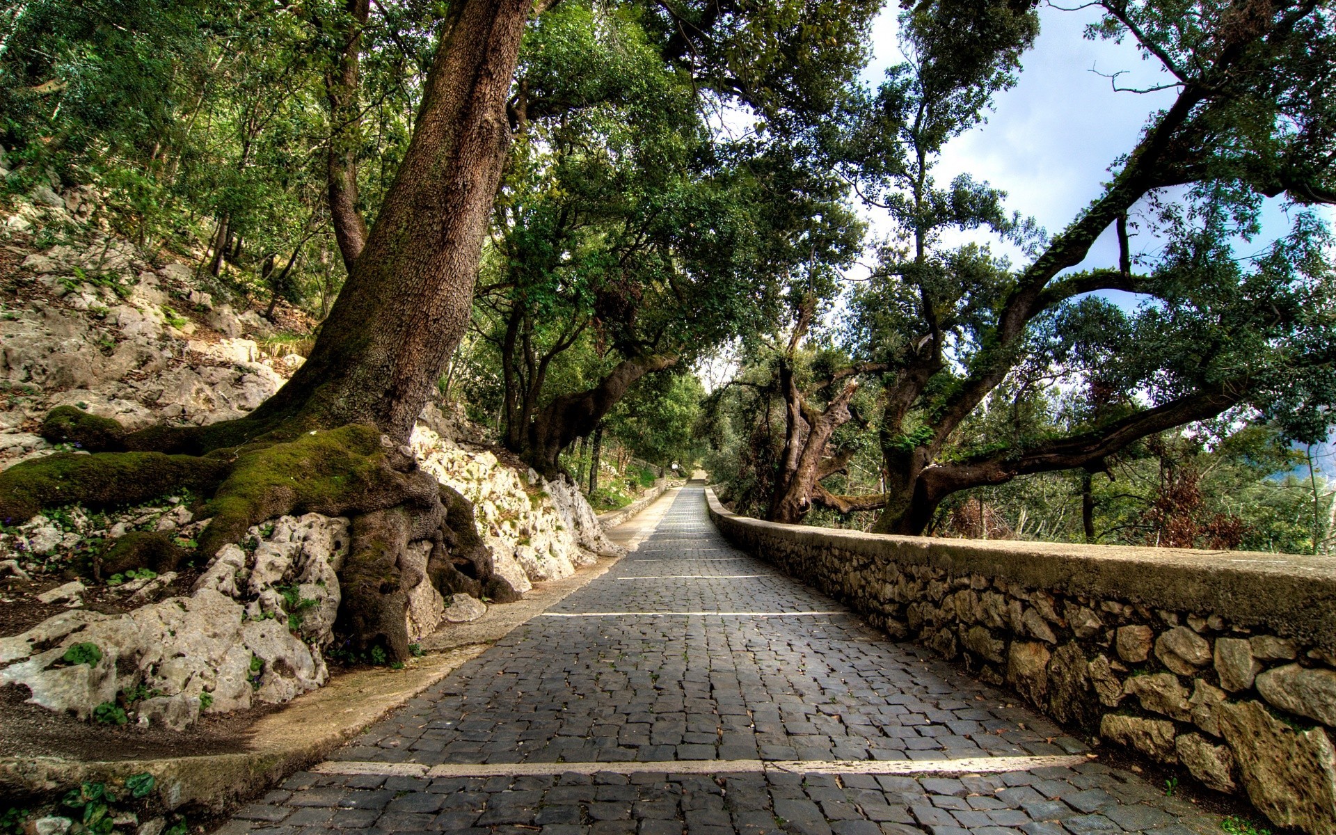 europa madeira madeira natureza guia estrada paisagem parque folha viagem caminho ao ar livre trilha meio ambiente flora verão rural campo grama cênica